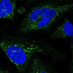 Glucuronic Acid Epimerase Antibody, Novus Biologicals 25 &mu;L, Unlabeled:Antibodies,